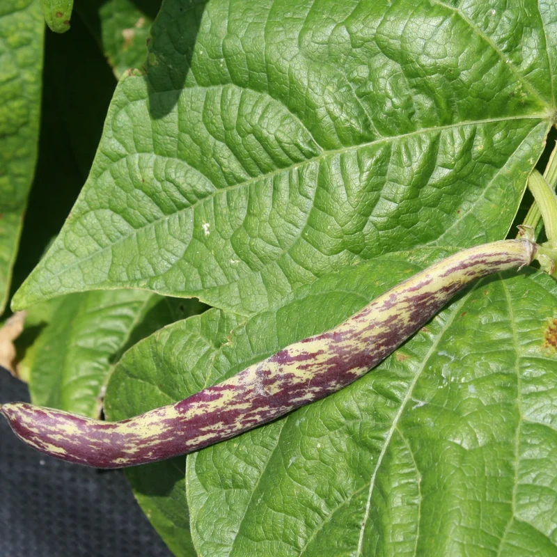 Dragon&#39;s Tongue Beans
