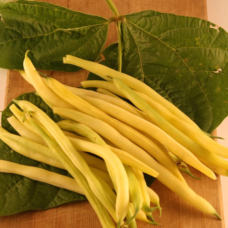 Gold Rush Beans