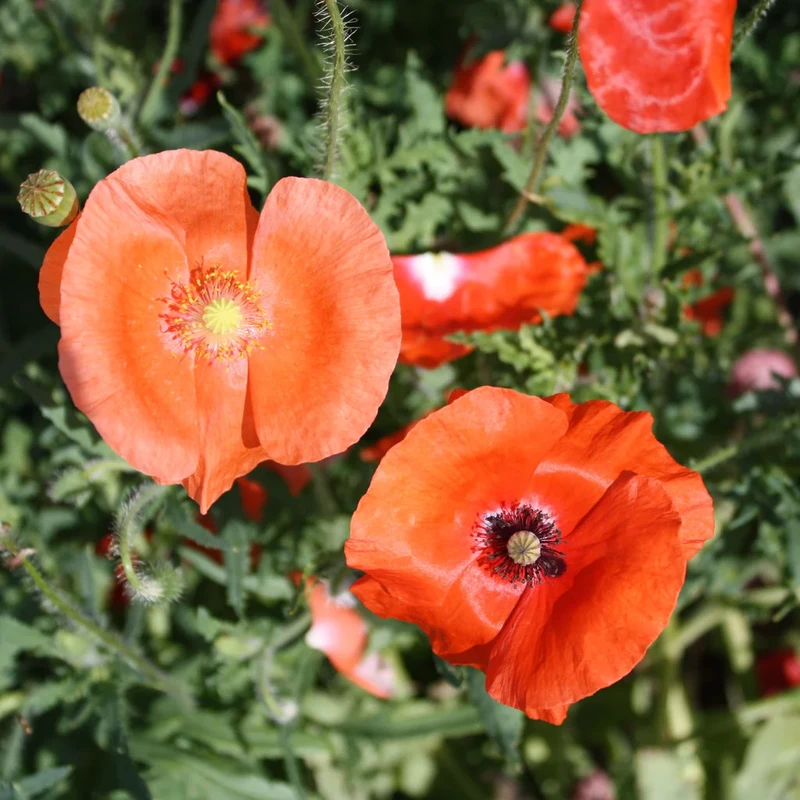 Corn Poppy Mix