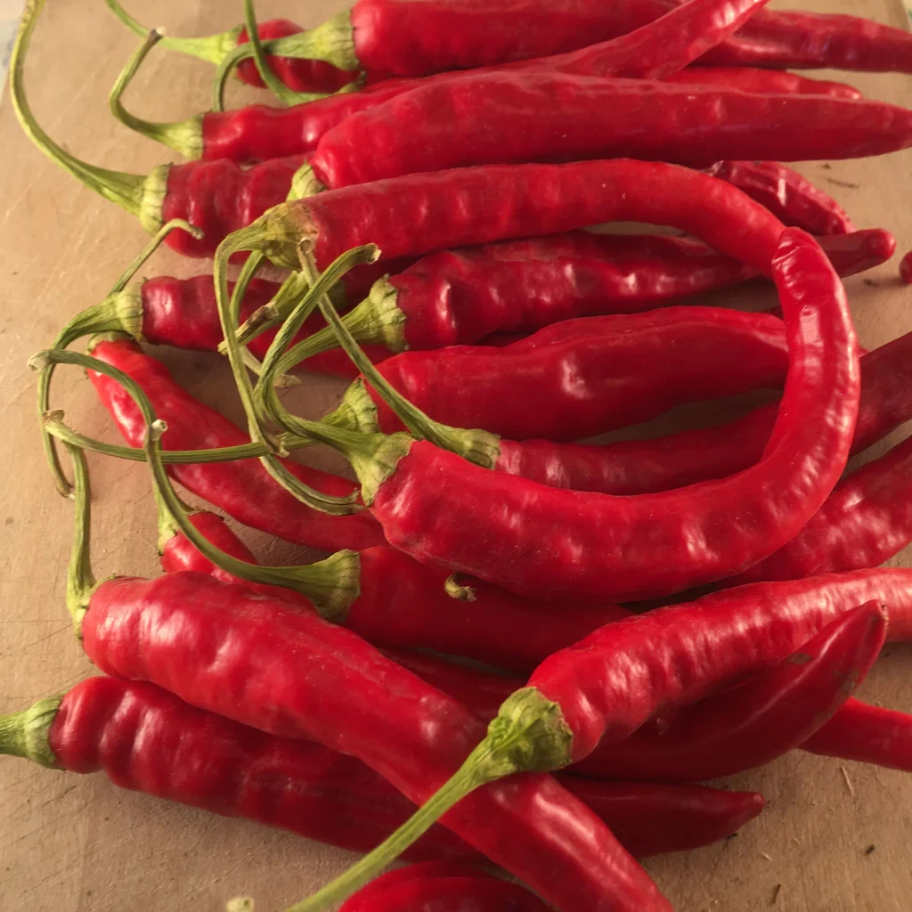 Red Rocket Pepper