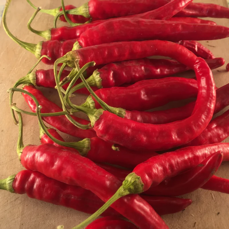 Red Rocket Pepper