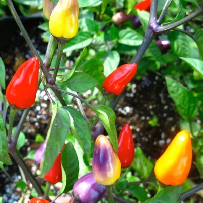 Chinese Five Colors Pepper