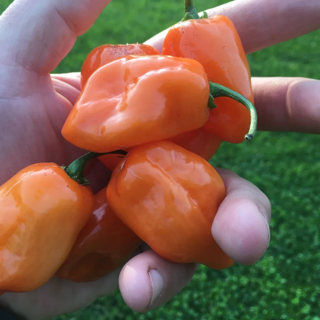 Orange Habanero Pepper