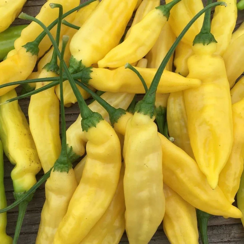 Lemon Drop Pepper