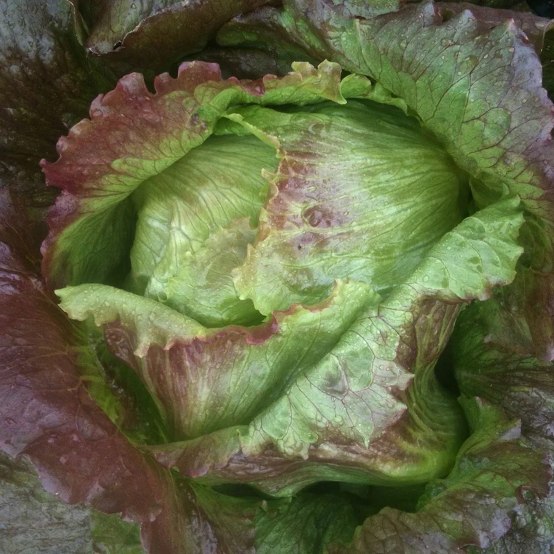 Red Iceberg