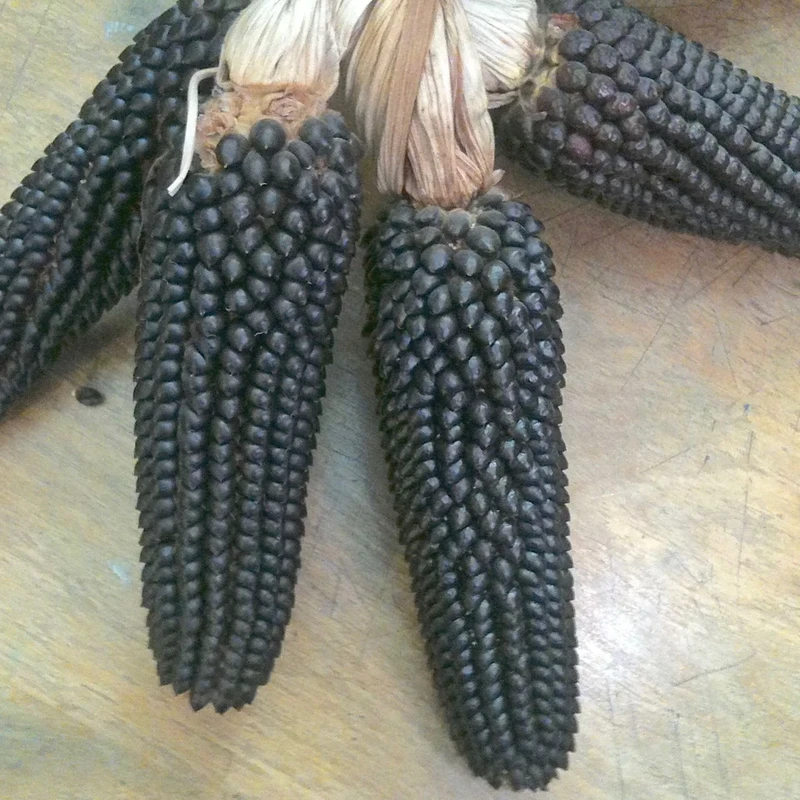 Dakota Black Popcorn