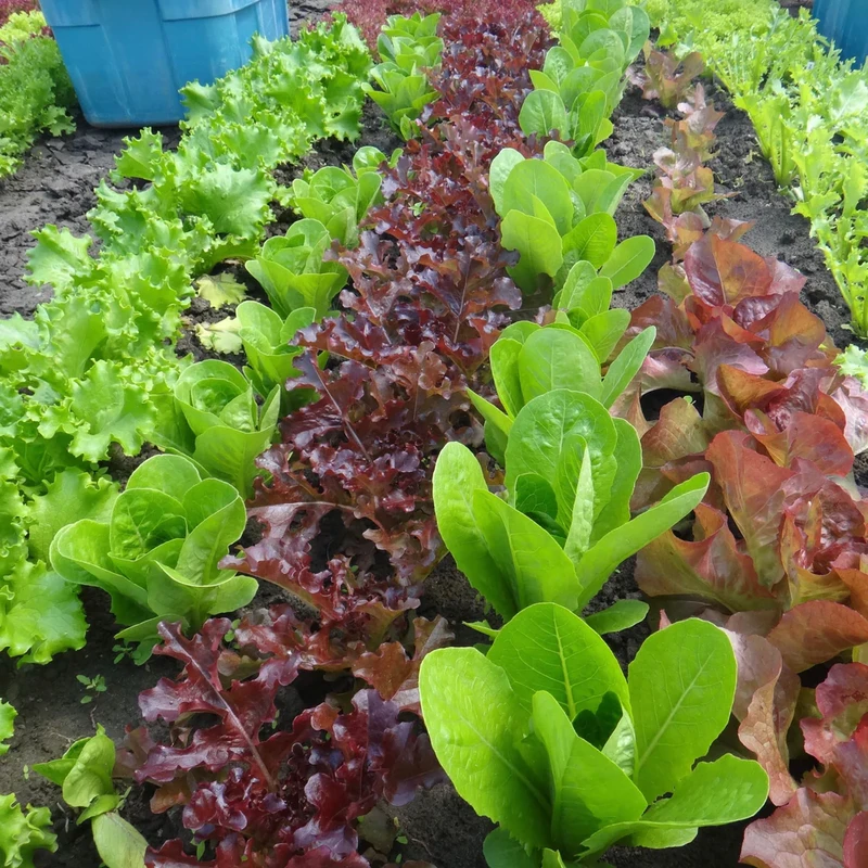 Salad Mix