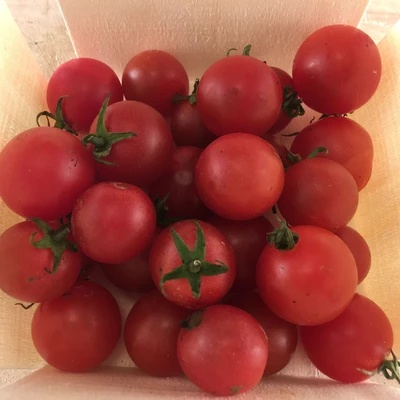 Peacevine Cherry Tomato