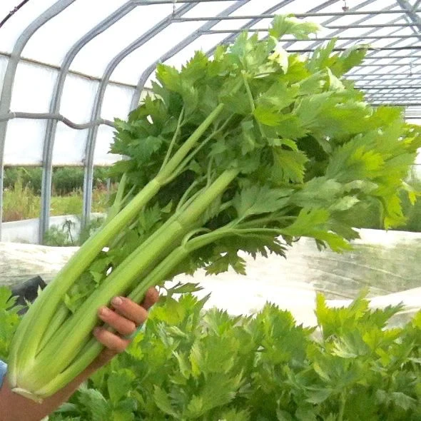 Ventura Utah Celery