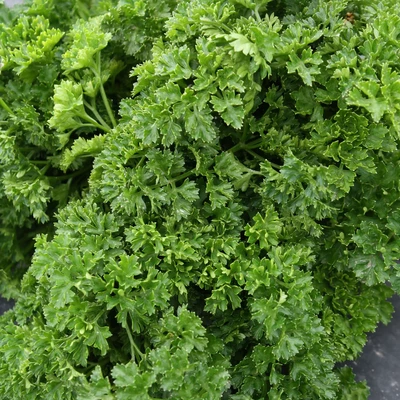 Curled Parsley