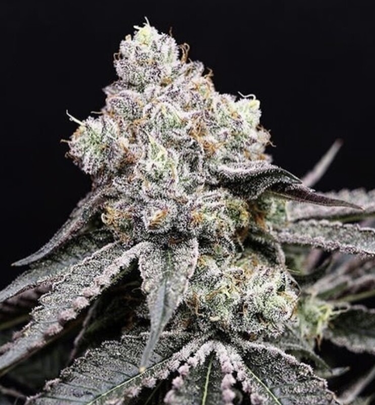 Wedding Crasher Feminized (5 Seeds)