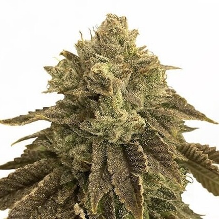 Biscotti Feminized (5 Seeds)