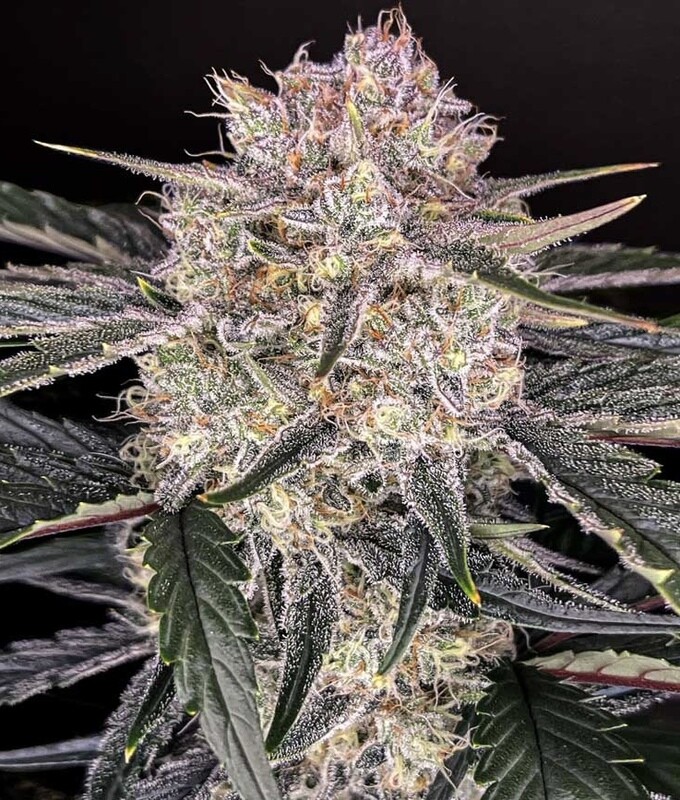 Apple Fritter Feminized (5 Seeds)