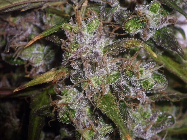 Garlic Breath Feminized (5 Seeds)