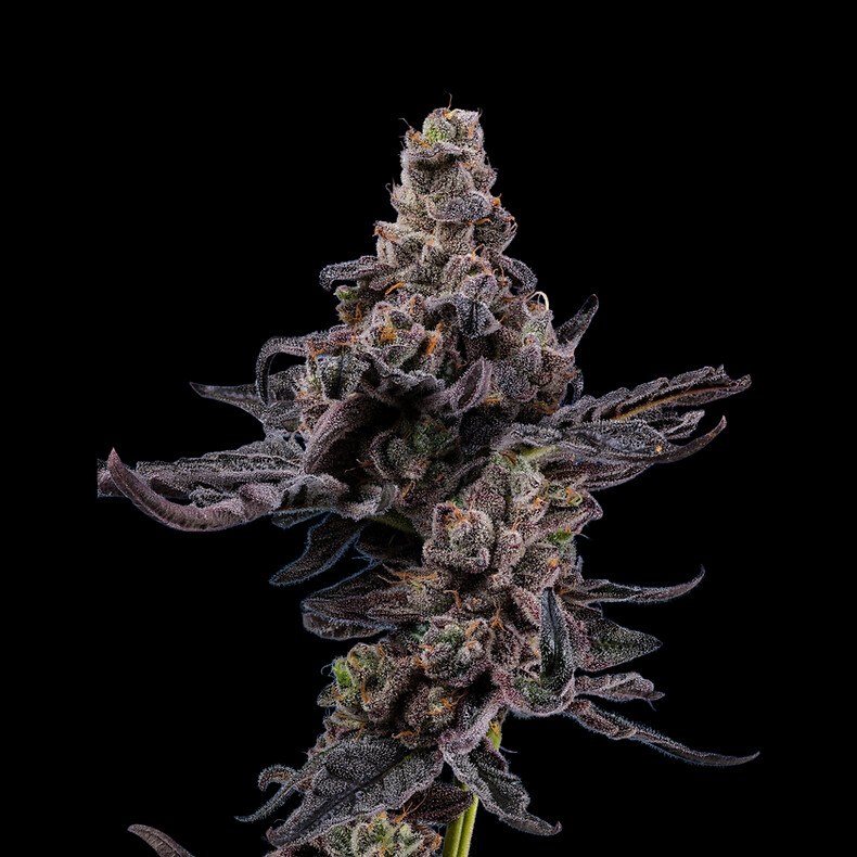 Jealousy Feminized (5 Seeds)
