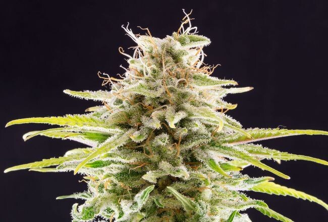OG Kush Feminized (5 Seeds)