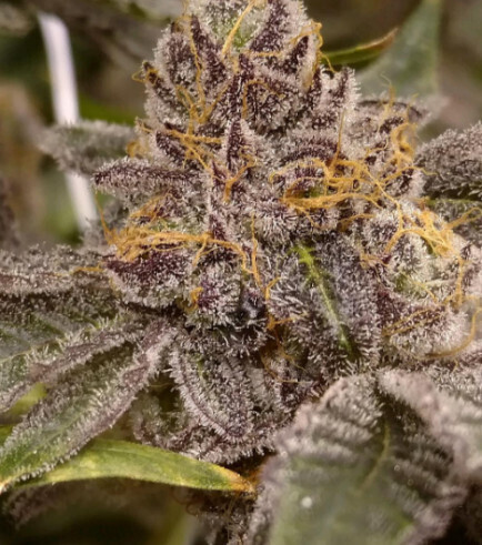 Peanut Butter Breath Feminized (5 Seeds)