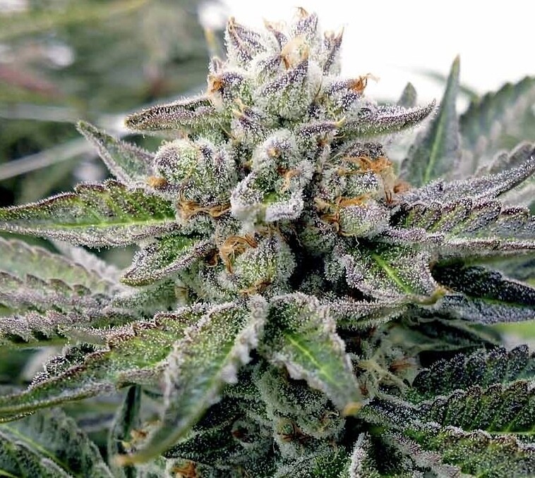 Lava Cake Feminized (5 Seeds)