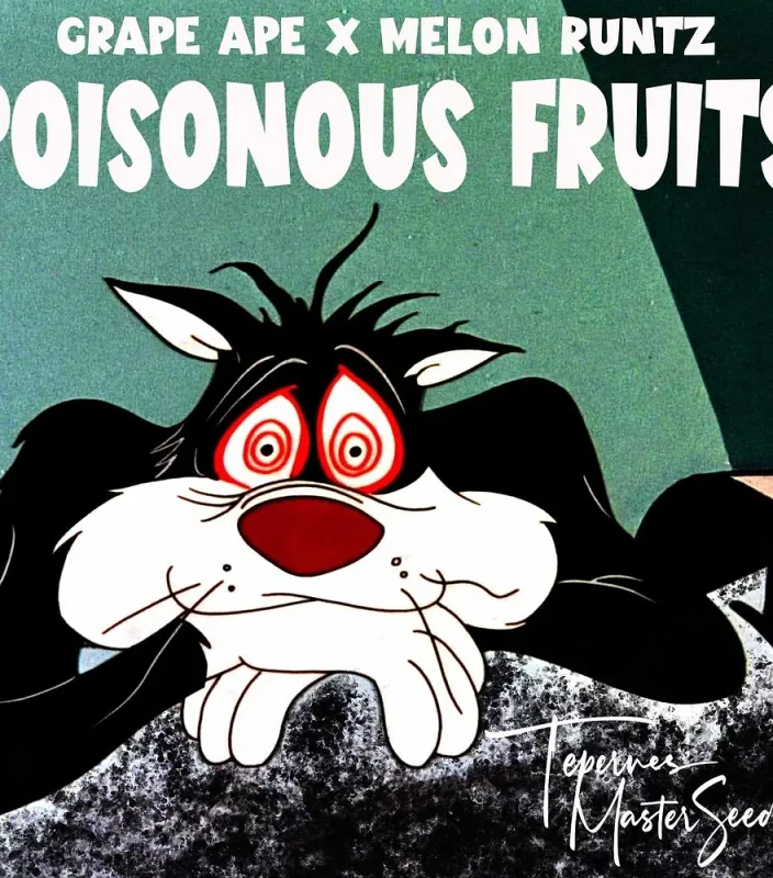 Poisonous Fruits Feminized (6 Seeds)