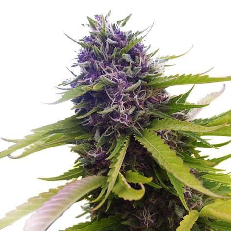 Blueberry (Fast) Feminized (5 Seeds) Blueberry (Fast) Feminized (5 Seeds)