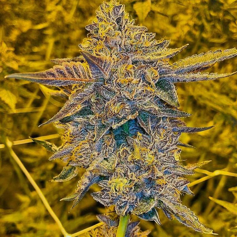 Ice Cream Cake (Fast) Feminized (5 Seeds) Ice Cream Cake (Fast) Feminized (5 Seeds)