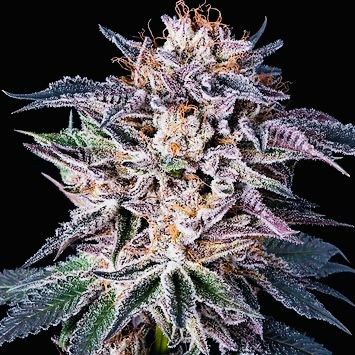 Obama Kush (Auto) Feminized (5 Seeds) Obama Kush (Auto) Feminized (5 Seeds)