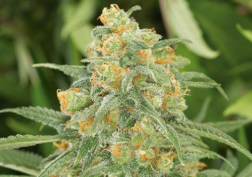 Green Crack (Fast) Feminized (5 Seeds) Green Crack (Fast) Feminized (5 Seeds)