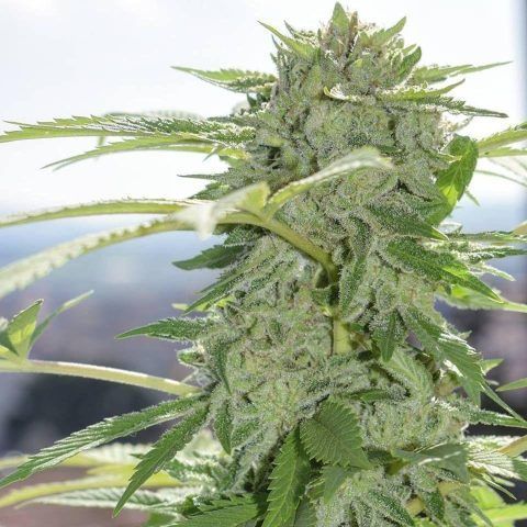 Grease Monkey (auto) Feminized (5 Seeds) Grease Monkey (auto) Feminized (5 Seeds)