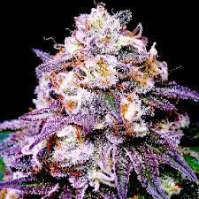 Pink Runtz (auto) Feminized (5 Seeds) Pink Runtz (auto) Feminized (5 Seeds)