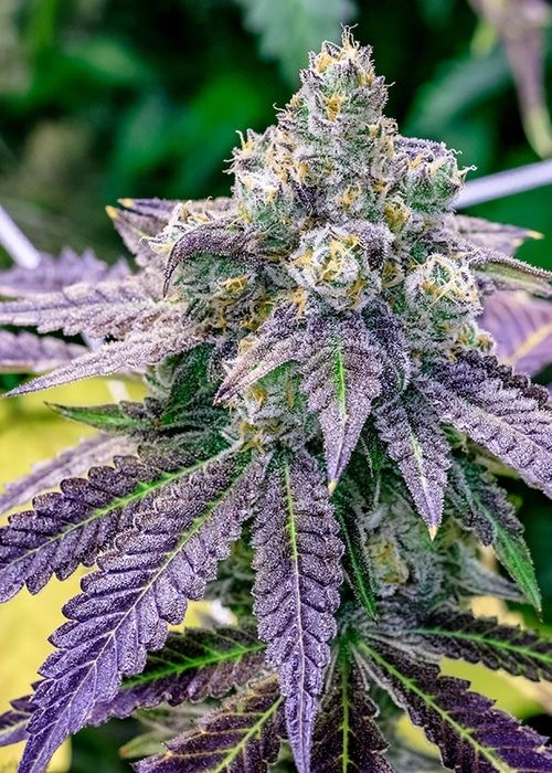Sundae Driver (auto) Feminized (5 Seeds) Sundae Driver (auto) Feminized (5 Seeds)