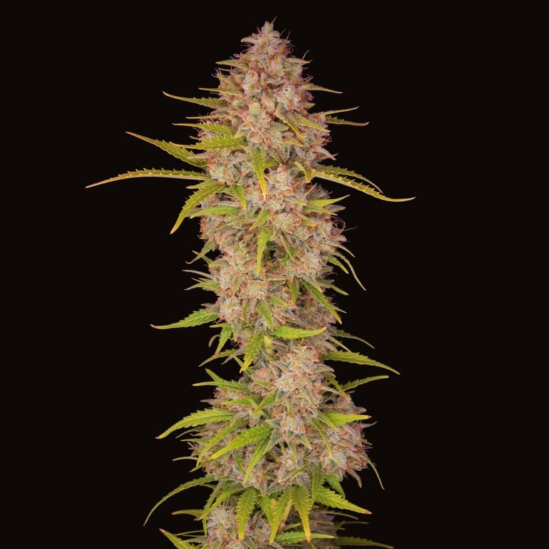 Sunset Sherbet (auto) Feminized (5 Seeds) Sunset Sherbet (auto) Feminized (5 Seeds)