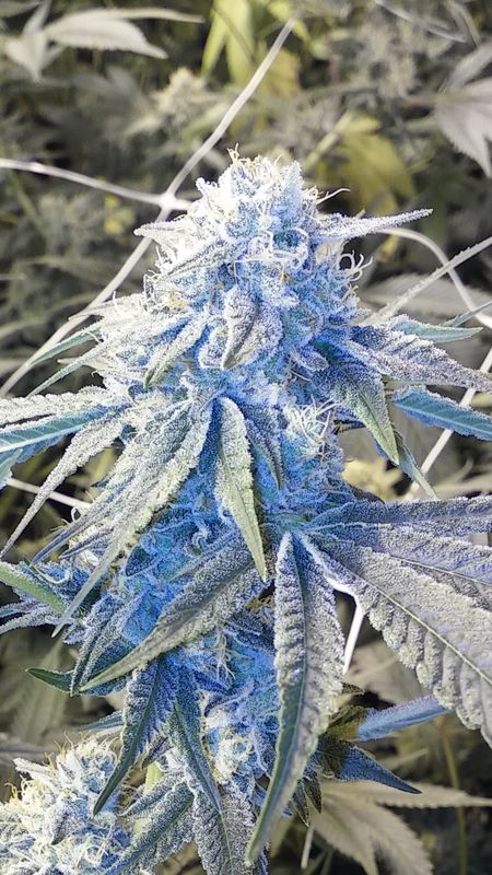 Gorilla Glue #4 (fast) Feminized (5 Seeds) Gorilla Glue #4 (fast) Feminized (5 Seeds)