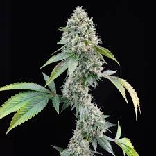 Cereal Milk (Auto) Feminized (5 Seeds) Cereal Milk (Auto) Feminized (5 Seeds)