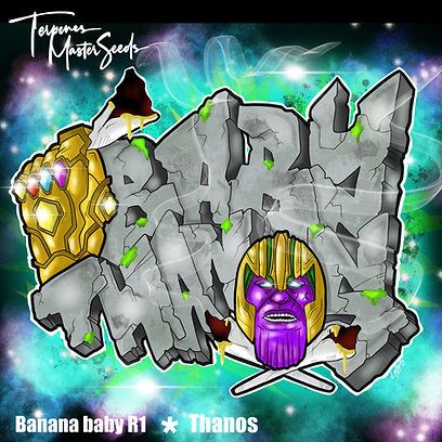 Baby Thanos F1 Feminized (6 Seeds)