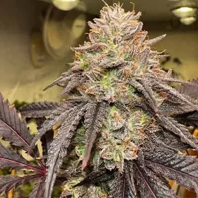 Lemon Cherry Gelato (Auto) Feminized (5 Seeds)