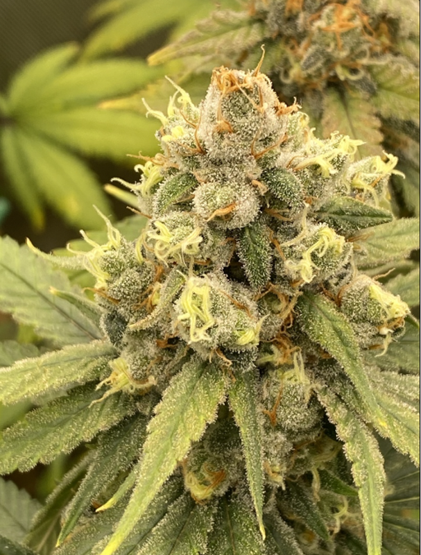 Mac 1 Feminized (5 Seeds)