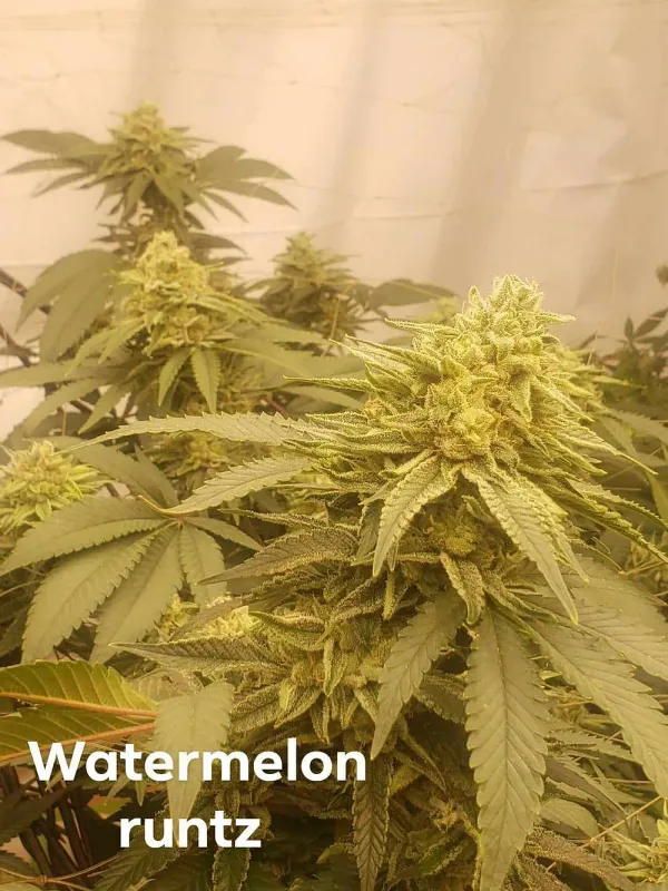 Watermelon Runtz Feminized (6 Seeds)
