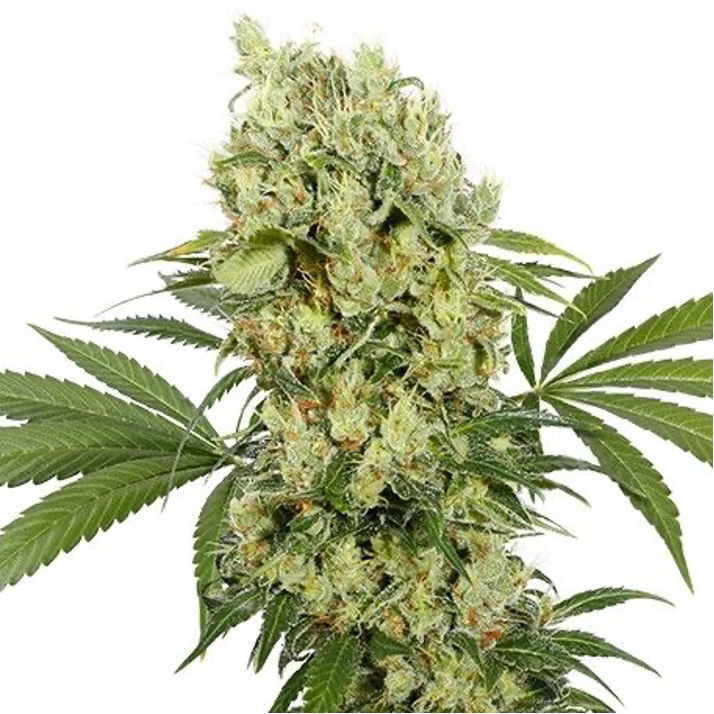 GMO Cookies Feminized (5 Seeds)