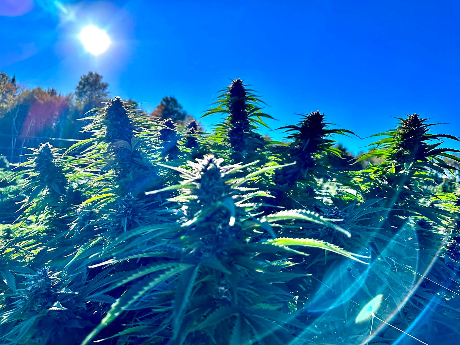 Gorilla Glue #4 Feminized (5 Seeds)