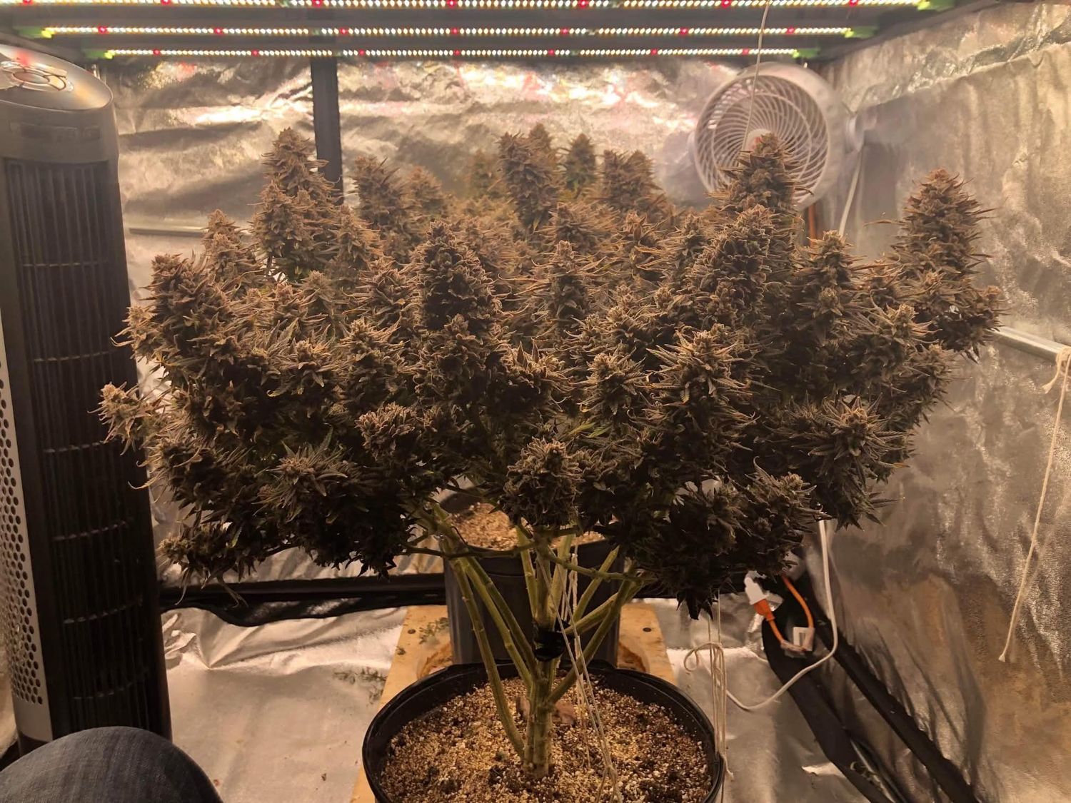 Do-Si-Dos (fast) Feminized (5 Seeds)
