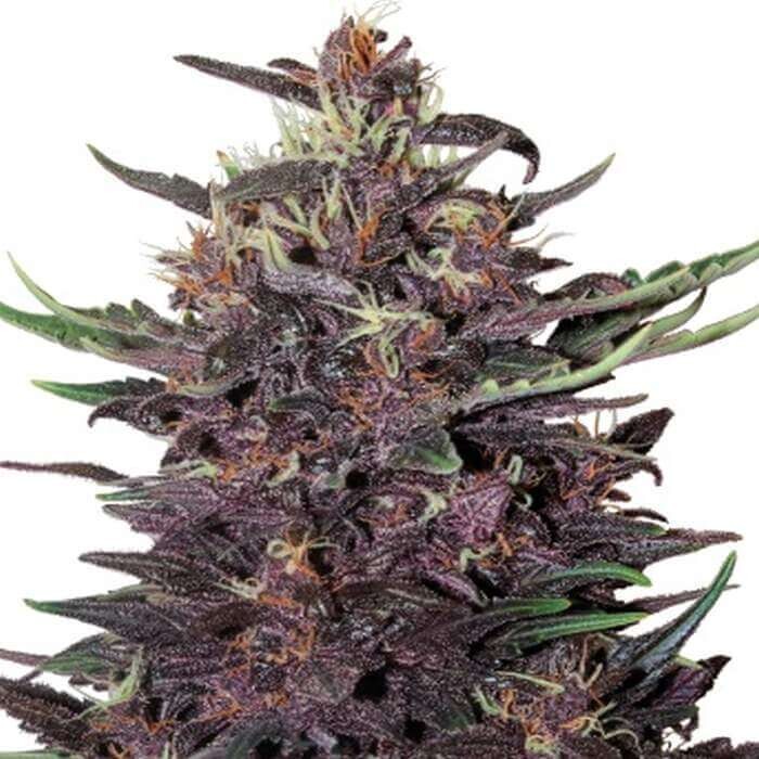 Purple Kush (auto) Feminized (5 Seeds)