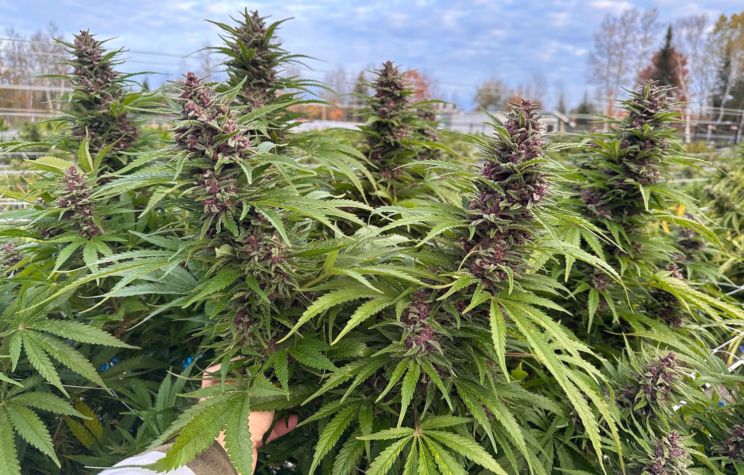 Blue Widow Feminized (5 Seeds)