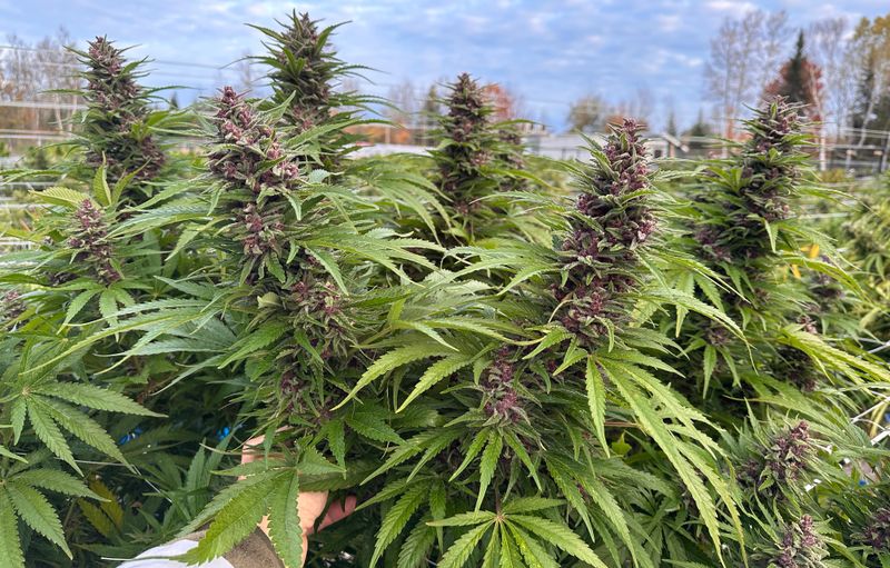 Blue Widow Feminized (5 Seeds)