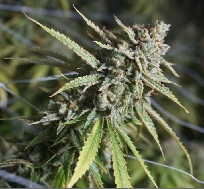 London Pound Cake Feminized (5 Seeds) London Pound Cake Feminized (5 Seeds)