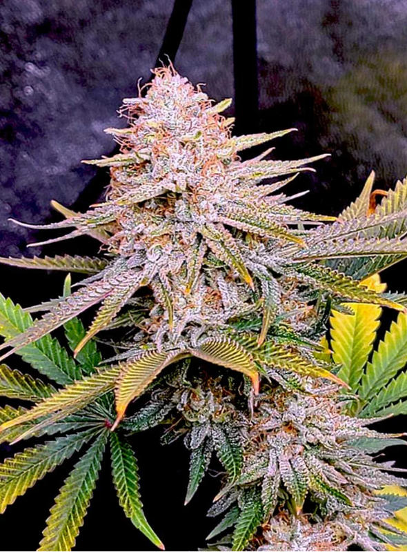 Oreoz (Auto) Feminized (5 Seeds)