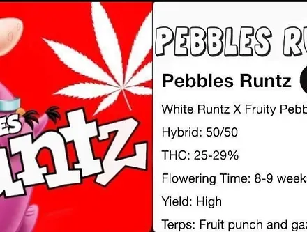 Pebble Runtz R1  Feminized (6 seeds)