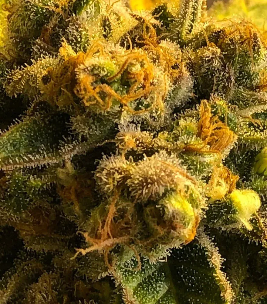 CBD Master Mass Feminized (6 Seeds)