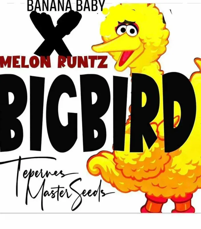 Big Bird Feminized (6 Seeds)