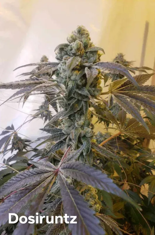 DosiRuntz Feminized (6 Seeds)