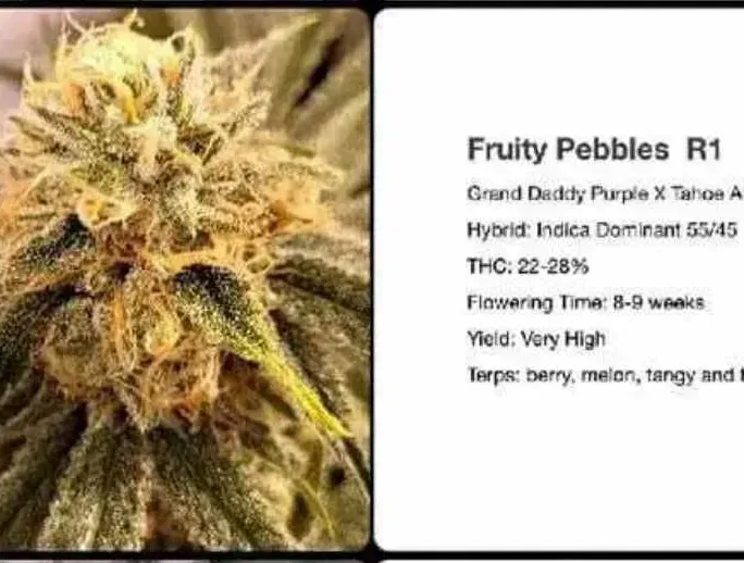Fruity Pebbles R1 Feminized (6 Seeds)